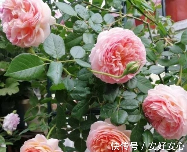 4种花养家里,人养花,花也养人,空气清香去异味,花开枝繁叶茂