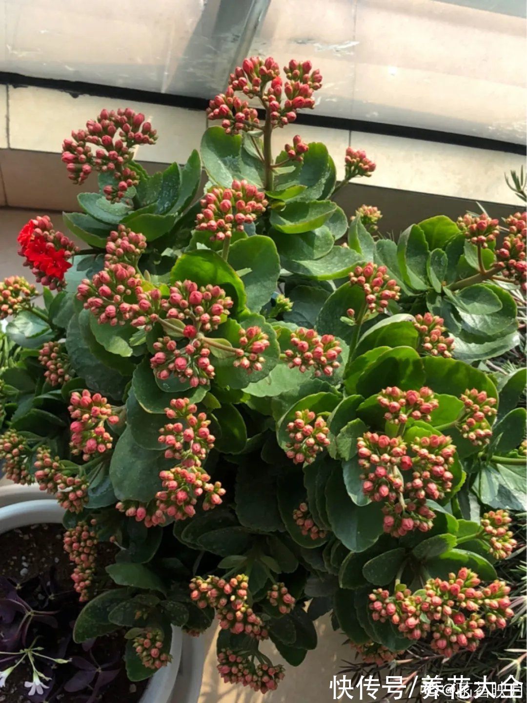 磷酸二氢钾|花开完之后别急着扔，赶紧剪一遍，还能继续开花