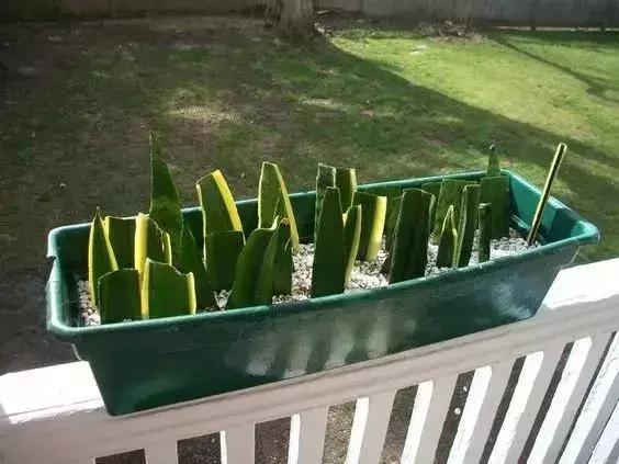 花再好看也别花钱买,浪费!只要随便捡几片叶子,落地就疯长