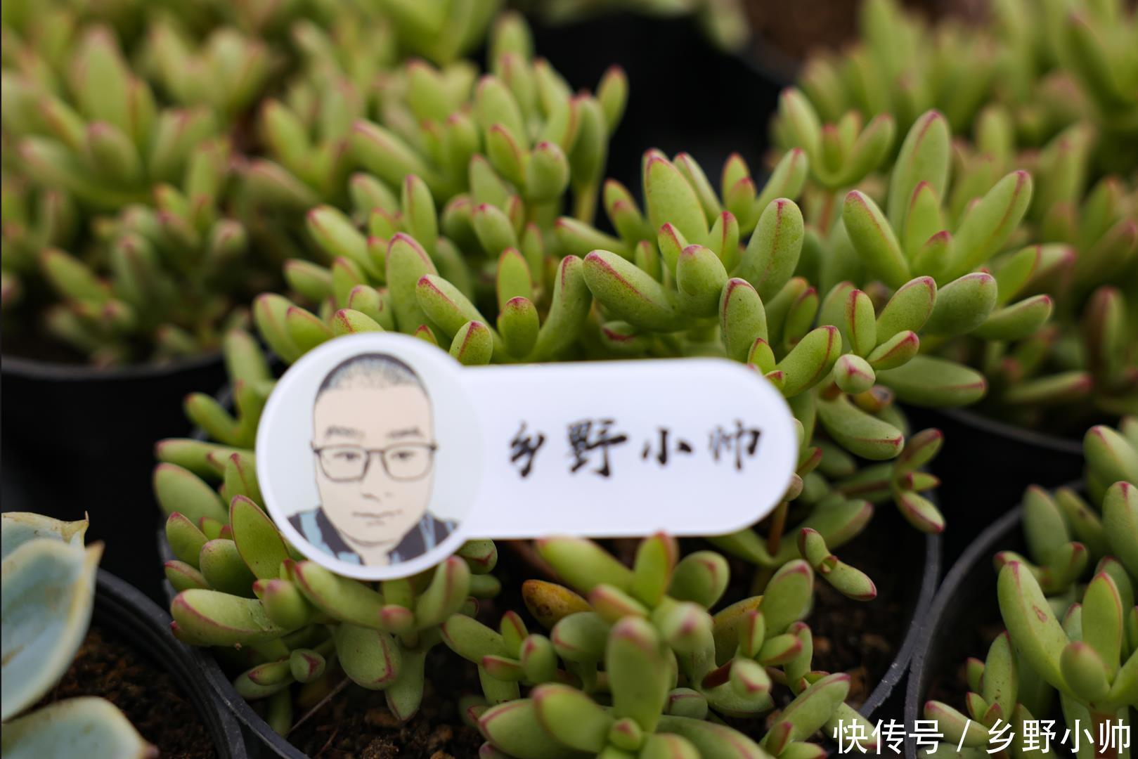 花盆不够怎么办? 肉肉地载也很美,小帅告诉你多肉地载的注意事项