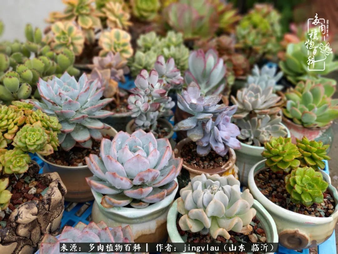 花月|多肉露养度夏,没遮阳没遮雨,有惊无险!