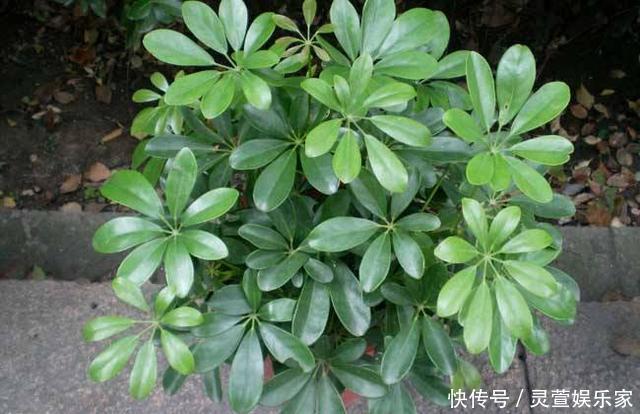 比例|养花施肥“老三样”,掐准时间,看准比例,养一盆爆一盆