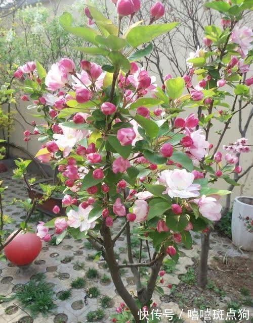 家里有院子，建议种一些能观赏的树，小投入，大收获，划算