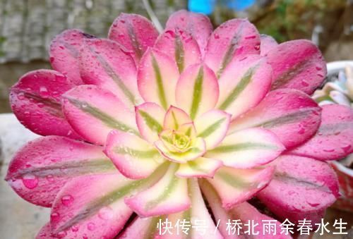 温度|温度2℃到14℃多肉还能继续放在室外露养吗？可以，但要注意这几个要点