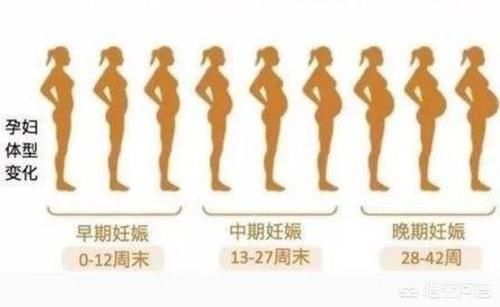 孕妈|胎儿发育的40周内,孕妈肚子是怎样一点点变大的?