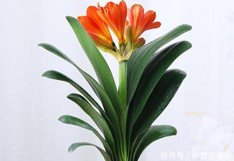 养君子兰要先养好根，三种东西养根又护根，多年经验积累