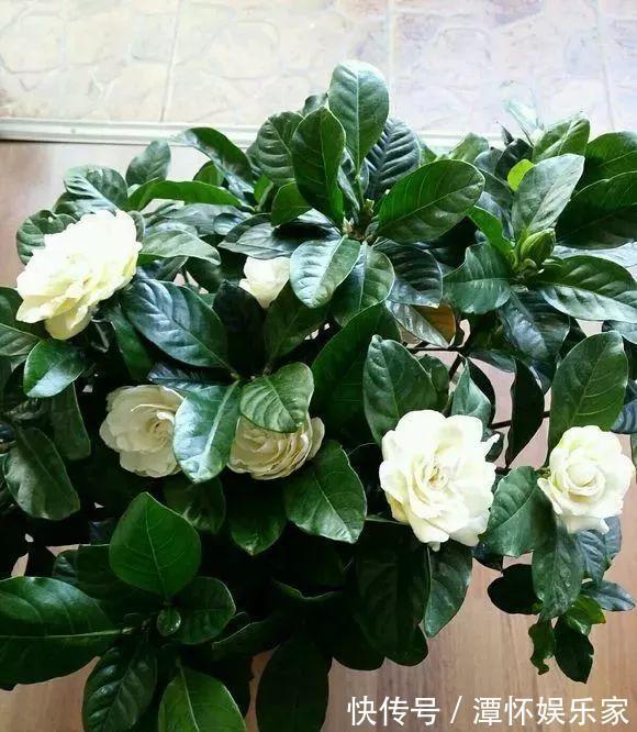 秋天养栀子花、茉莉花，30天喝一次“酸水”，长得快，来年开花旺