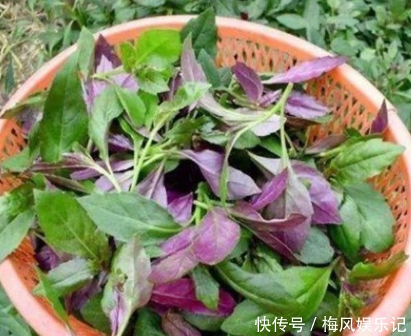 女人贫血别愁！多吃四种野菜，开胃消食、补血补气，气血两虚必备