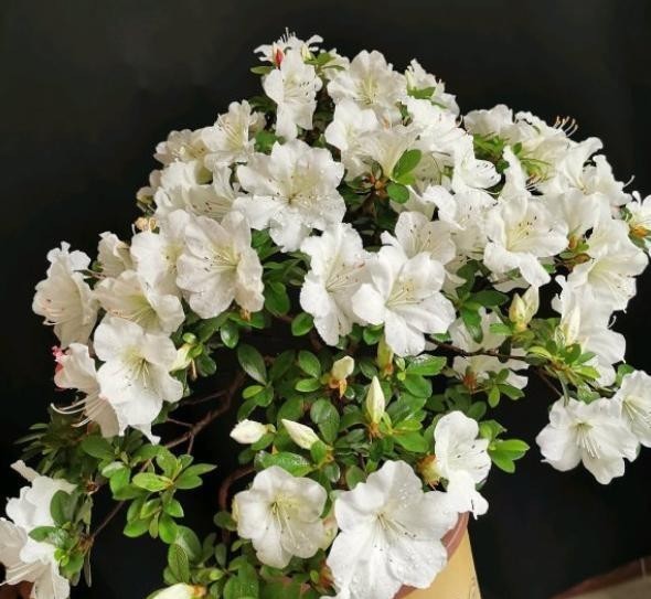 烂根的情况|室内养花怎么预防烂根?掌握5个关键,栽种花草没烦恼,远离烂根