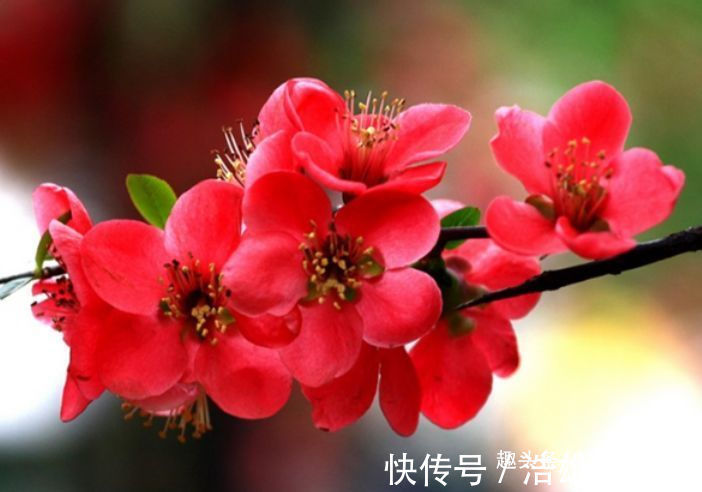 植物|家里养这几款植物,一开就是大半年,沾土就活,新手也能养的好!