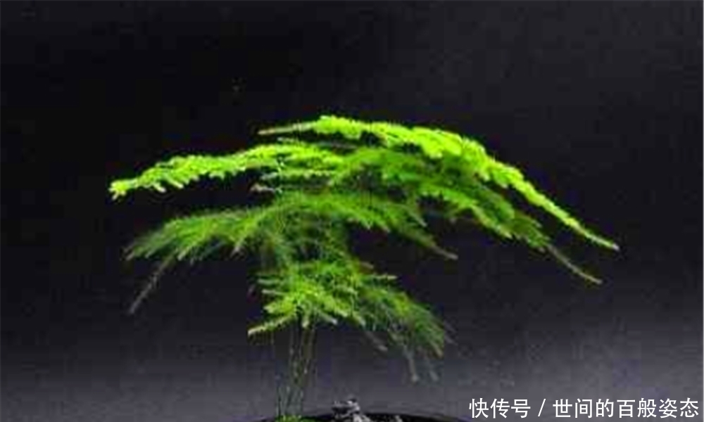  人体|文竹放在卧室养，对人体有什么好处吗？