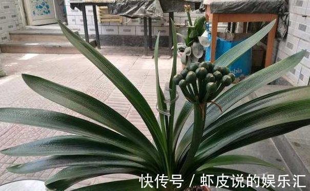 君子兰长歪了,学会3点小技巧,快速纠正变整齐了,见效快