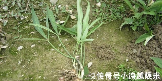 生物酶|这野草，农村常见，一斤却卖到了几百元，若再遇见，请重视