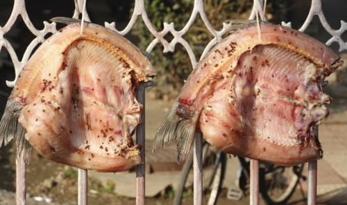  腌腊鱼做法|腌腊鱼时，很多人都弄错了？教你用老方法，鱼肉醇厚甘香！