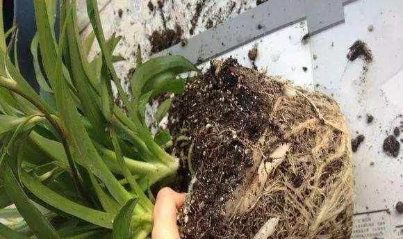 逛花市时，这4种“花”尽量不要买，因为在家里根本养不活