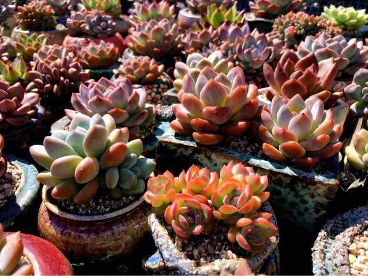 “温度”对于多肉的影响，并非看起来那么简单，一定要知晓！