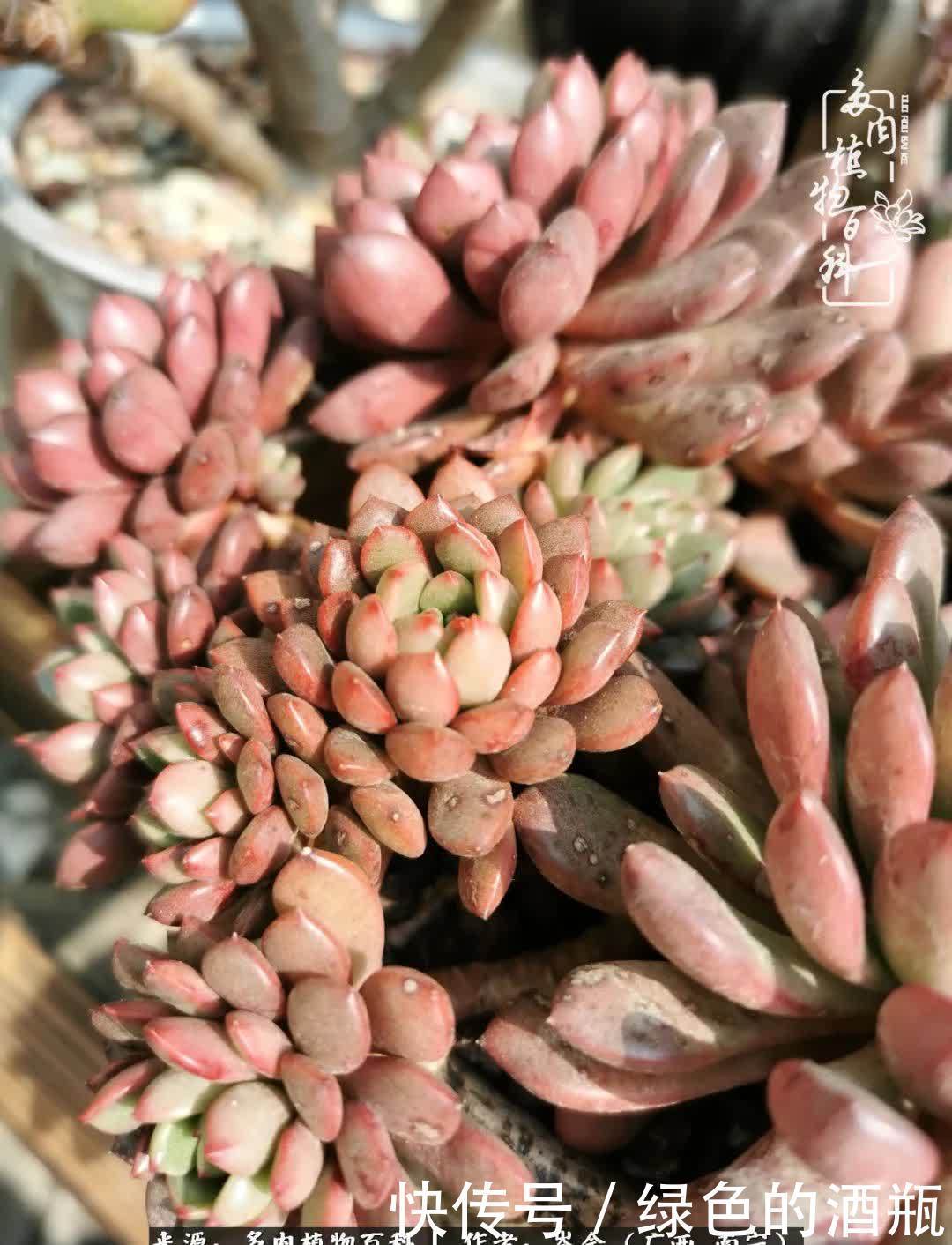 无关利益,不计得失,多肉给了我不一样的感受温暖的方式