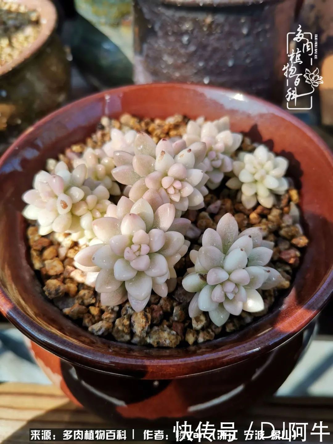 入多肉坑八年,始于初心,一切但求无愧于心