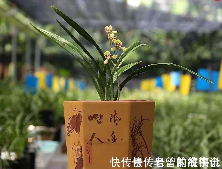 天价|曾经天价的8种兰花,如今跌落神坛,普通人也买得起