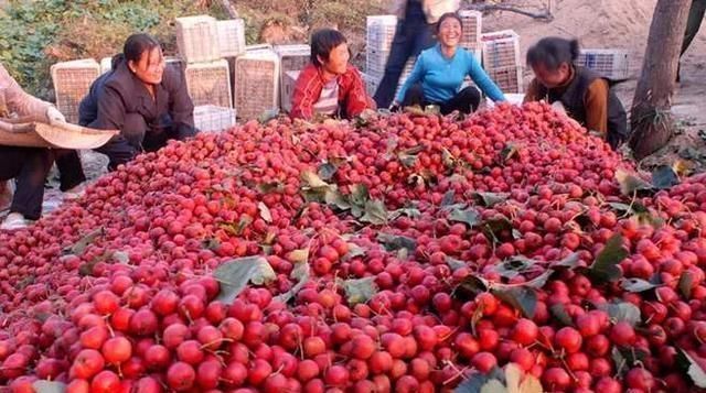 鞣酸|每天吃些山楂可以降血脂?实属谣言,吃山楂不能犯几种错误