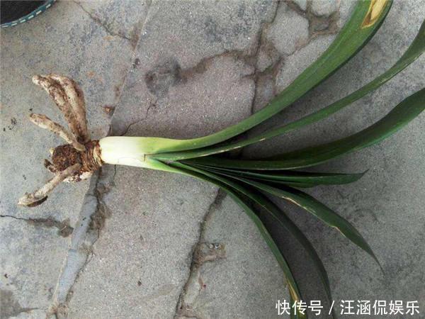 叶心里|夏天碰上君子兰烂根,别整盆扔,教你几招,还能长新芽