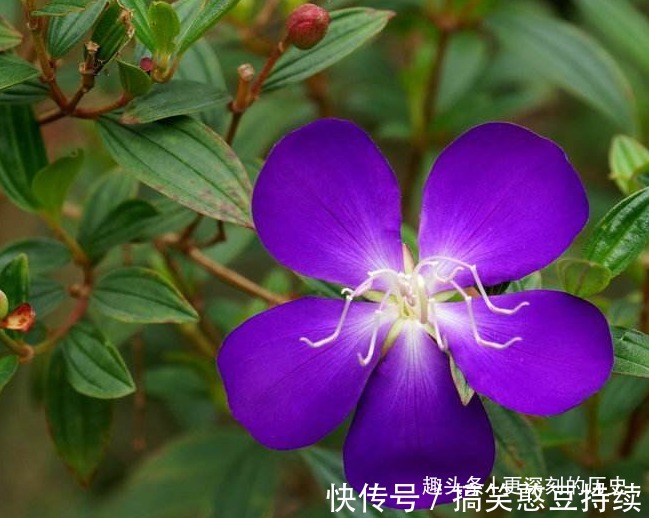 此花花色艳丽，优雅的花姿给人以雍容华贵的美感，寓意为自然