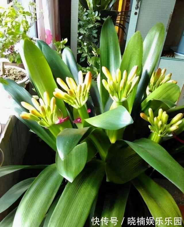 技巧|李大爷养花有技巧,只用一种肥,植物生长旺盛,爱“开花”