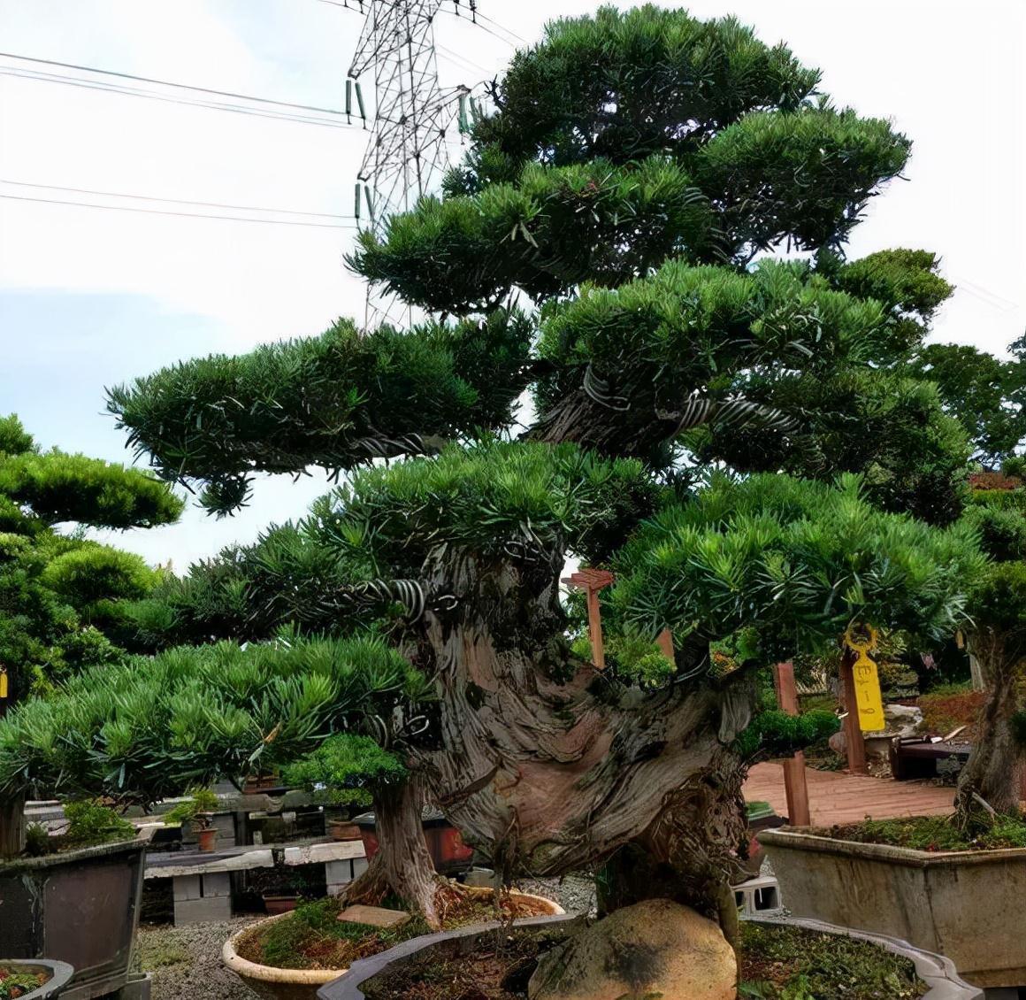 枝条|罗汉松买不起，1根枝1粒种就养出来，枝干奇异，长得贼快