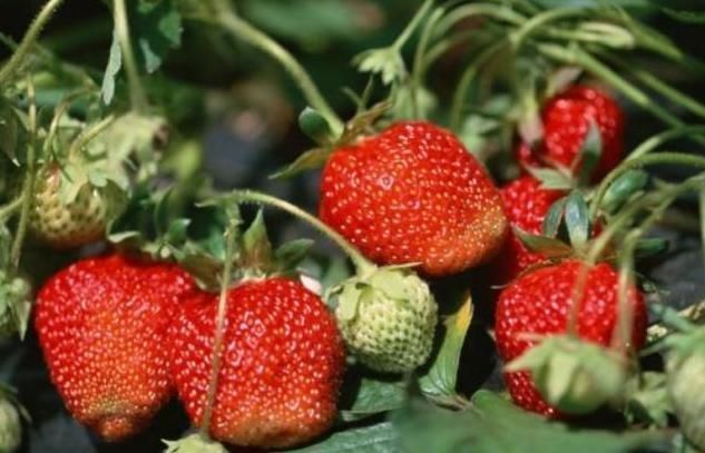 苦瓜|肝不好的人,尽量多吃3种食物,排出毒素,肝慢慢变好