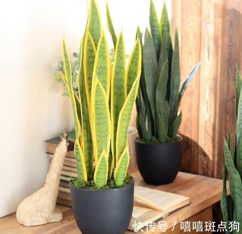 室内想养大盆镇宅花，建议从这10种里面选，听名字就很霸气