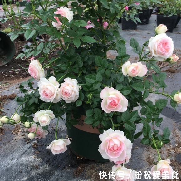 红双喜红双喜|10个最奇葩的月季品种,你可能一个都没见过!