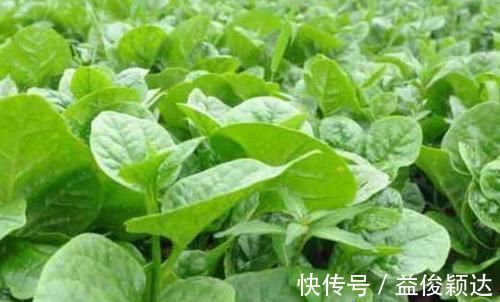 食物|对肌肤好的三种食物,女性平时吃些,排毒清肠,抗衰老,滋养肌肤