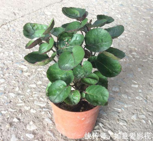 家养这4种花“好事不断”,寓意吉祥,添财增福,还能净化空气