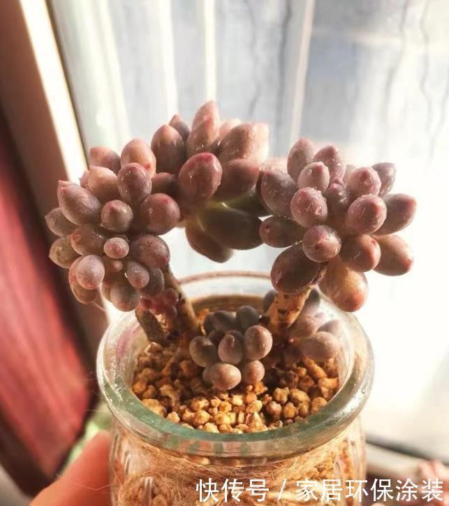 布丁瓶搭配海绵养多肉,不买盆不买土,干净卫生,容易出状态