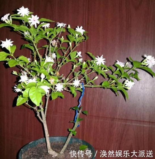 茉莉花|茉莉花僵苗不生长,两种解决“方案”,巧判断,恢复很简单