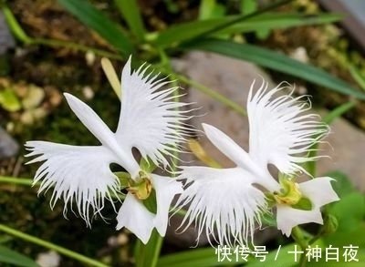 喜欢养花,那就养盆奇特的花:非洲白鹭花,花像飞舞的白鹭