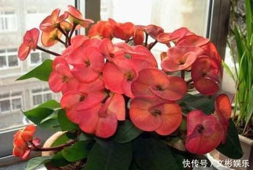 此种花卉寿命忒长,养护多注意5点,每一株都能活上30多年