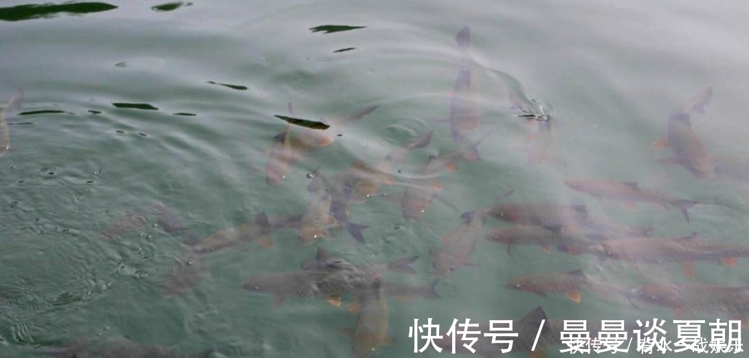 鱼星|打了好窝后,如何判断鱼进窝呢教你3招,最后那招太实在了