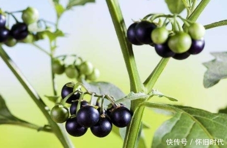 农村|提个醒:在农村遇见此野果,记得要采回家,现在知道还不晚