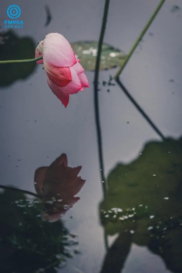 阳光|今日夏至，宜读诗赏雨吃瓜，期待阳光