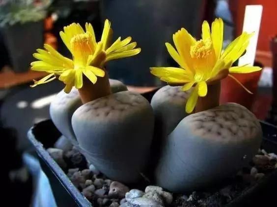  娇艳|石生花，绝美娇艳！