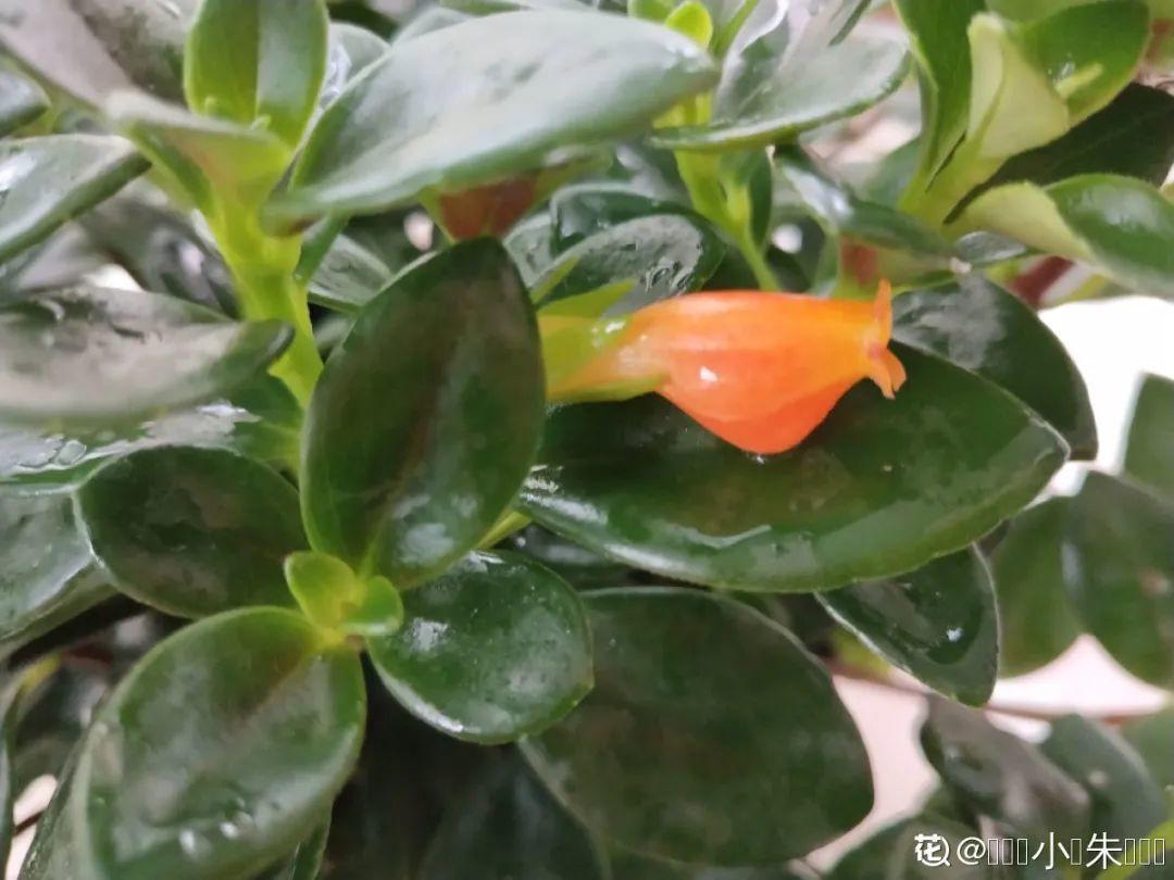 嫩苗|7种花养老桩不好，多扦插、养嫩苗，才能年年开花