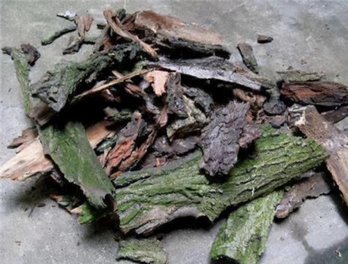 冬天养虎皮兰,土里埋点“生长素”,一到春天爆新芽