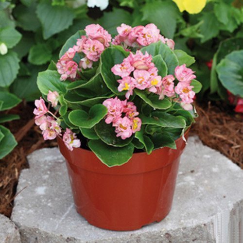 以下几种盆栽花卉，好看又好养，花期也长，可以四季开花