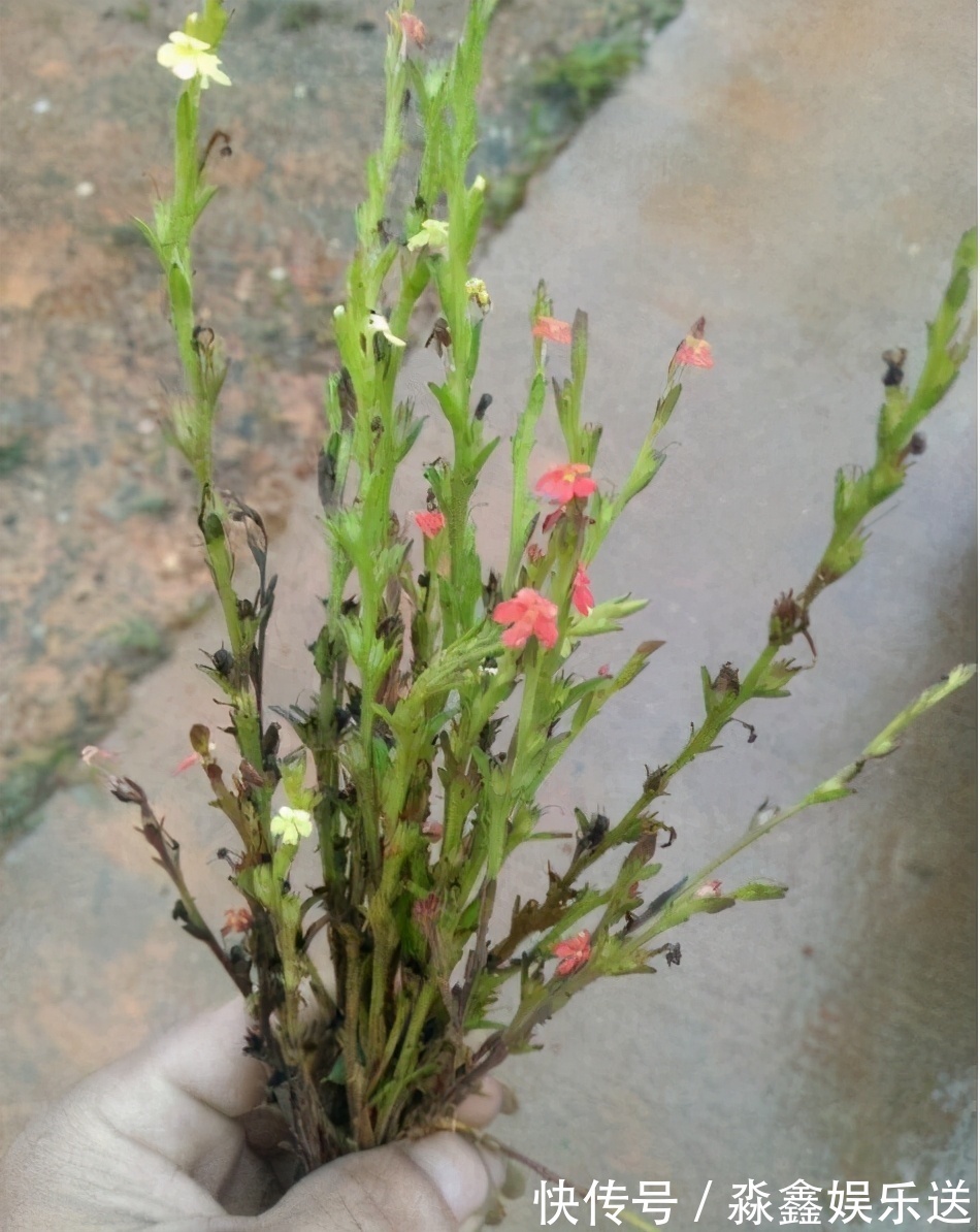 独脚|农村有一“野草”，专挑坟头生长，晒干后用来卖，价值胜过黄金