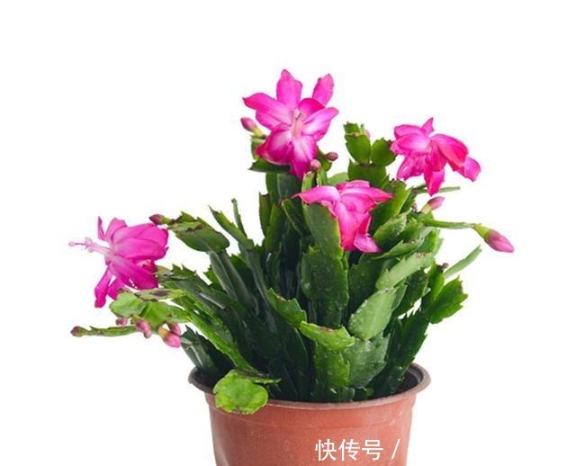 八种花就喜欢沙土,土里掺点沙子,养花效果就是好!