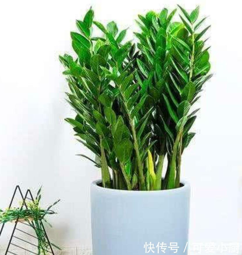 几种花难过冬季坎,黄叶烂根不生长,秋冬买花忽略它