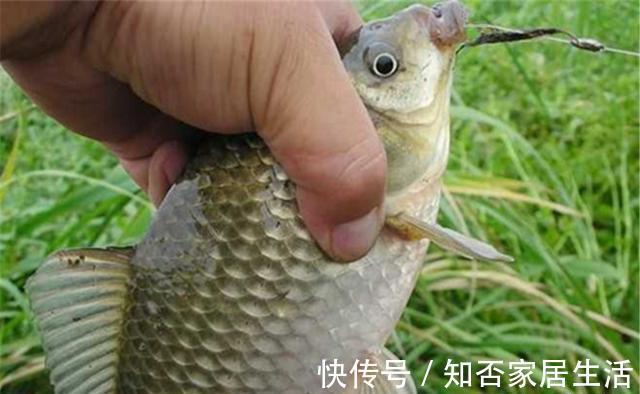 水草|野钓鲫鱼：夏季可以钓边草，秋季最好钓草洞，不是有草就有鱼