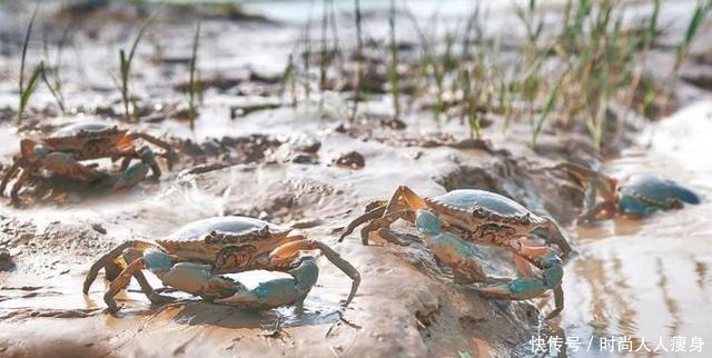 在三门“舞爪横行”的青蟹,到了最好吃的时候啦