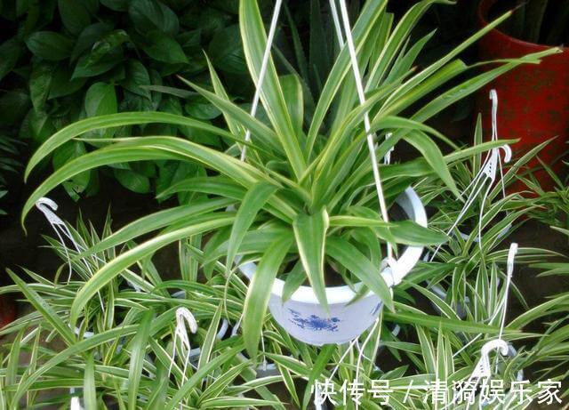 土壤|这10种花夏天“晒不得”,一见强光就黄叶,赶紧搬回家